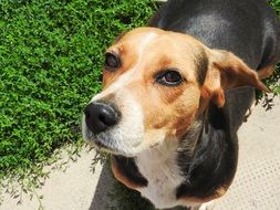 portrait of a friendly beagle