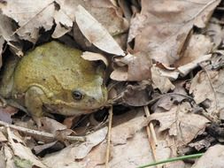 frog among green leaves