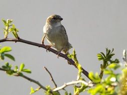 closeup view of Sparrow on bush branch