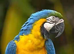 beautiful and cute Parrot Bird