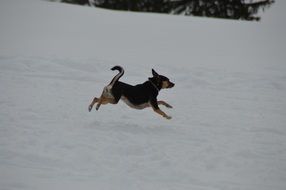 dog gallops through the snow