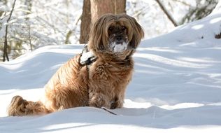 Tibetan terrier walks in the forest in winter