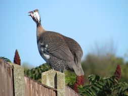 Fowl on the farm
