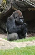 huge gorilla in the zoo