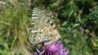 gray butterfly on a purple flower