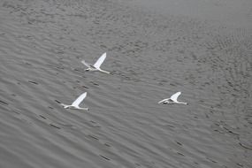 swans fly over the river