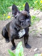 French Bulldog Dog furry portrait