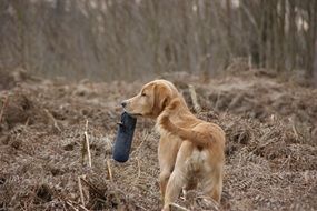 brown dog in the forest