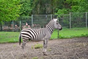 Wild Zebra in the zoo