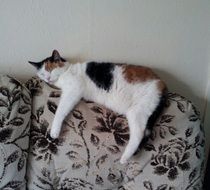 tricolor Cat Relaxing on Sofa