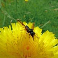 Insects Macro Forage