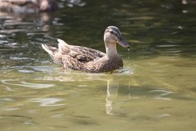 brown duck on the water