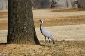 gray crane near the tree