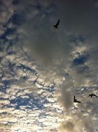 Seagull Birds in Clouds flying