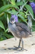Common Coot, Baby Bird on ground