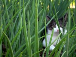 domestic cat among green grass