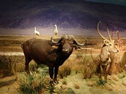 stuffed animals to museums