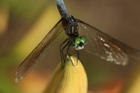 Green eyed dragonfly on plant