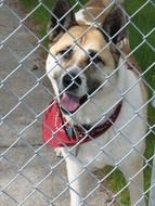 cute Akita dog in kennel