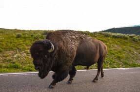 bison on an asphalt road in Yellowstone National Park