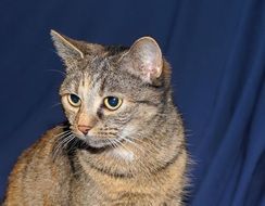 portrait of a domestic cat on the blue background