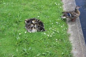 Picture of Ducks and Mother Duck