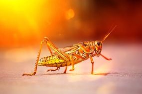 grasshopper under the bright sun
