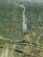 Blue Heron Bird on the tree with the leaves