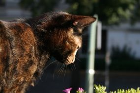 brown Cat looking at flowers outdoor