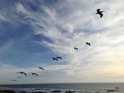 pelicans fly under the sky