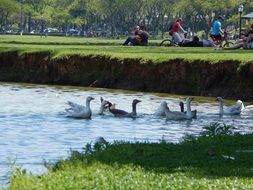 wild geese on the city park