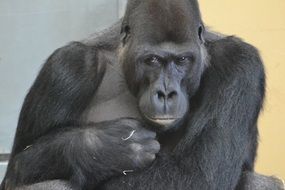 portrait of a serious gorilla