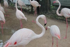 Birds Flamingo walk