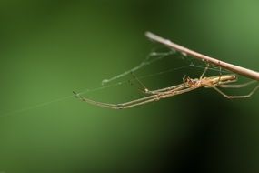 spider on a dry branch close-up on blurred background
