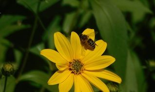 Closeup photo of Bee On A Flower