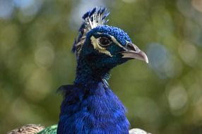 Beautiful blue peacock head on a blurred background of green trees