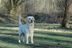 Golden retriever in the woods