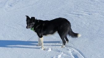 black domestic dog in the snow