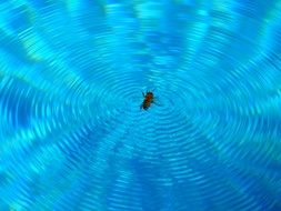 Picture of Bee in a water