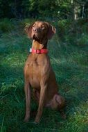 Hungarian Pointer is a hunting breed