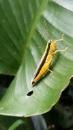 yellow grasshopper on a green leaf