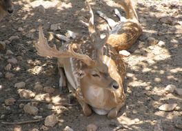 spotted deer in habitat in india