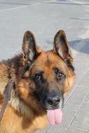 beautiful german shepherd