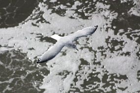 Seagull flying over the snowy mountains