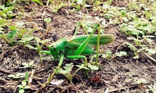 green grasshopper on dry foliage