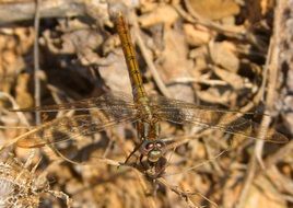 brown dragonfly on the background of dry twigs