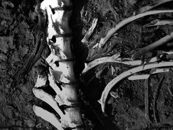 grey photo of bones on a ground