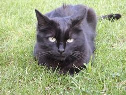 Cat Relax Animal