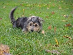 puppy lying on the green grass