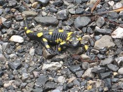 Black and yellow salamander